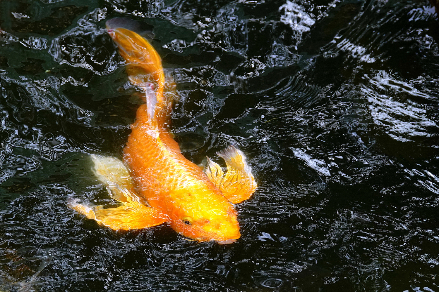 陳永鑑_錦鯉遊緃_20230101e.jpg