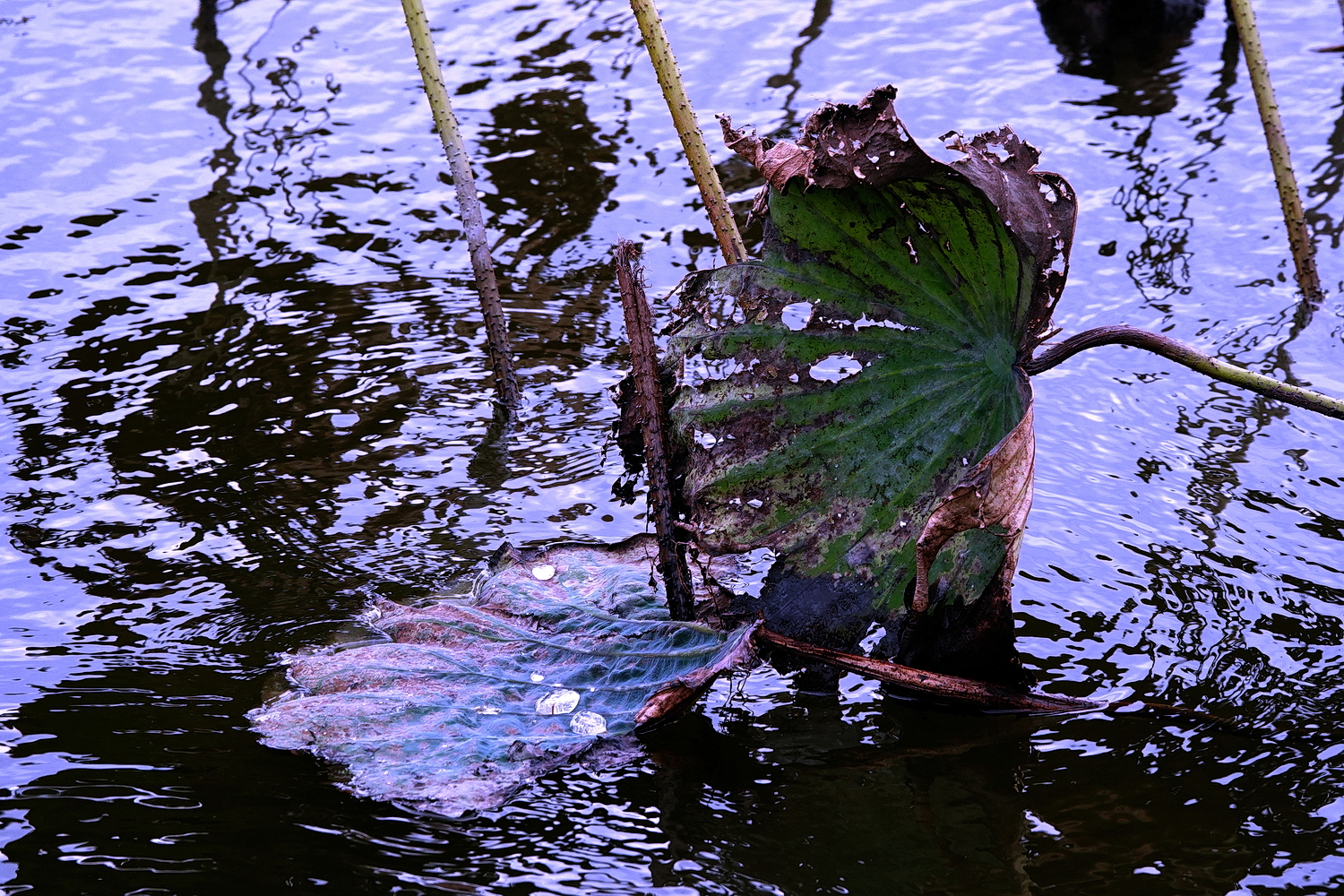 陳永鑑_荷花作品_20230102f.jpg