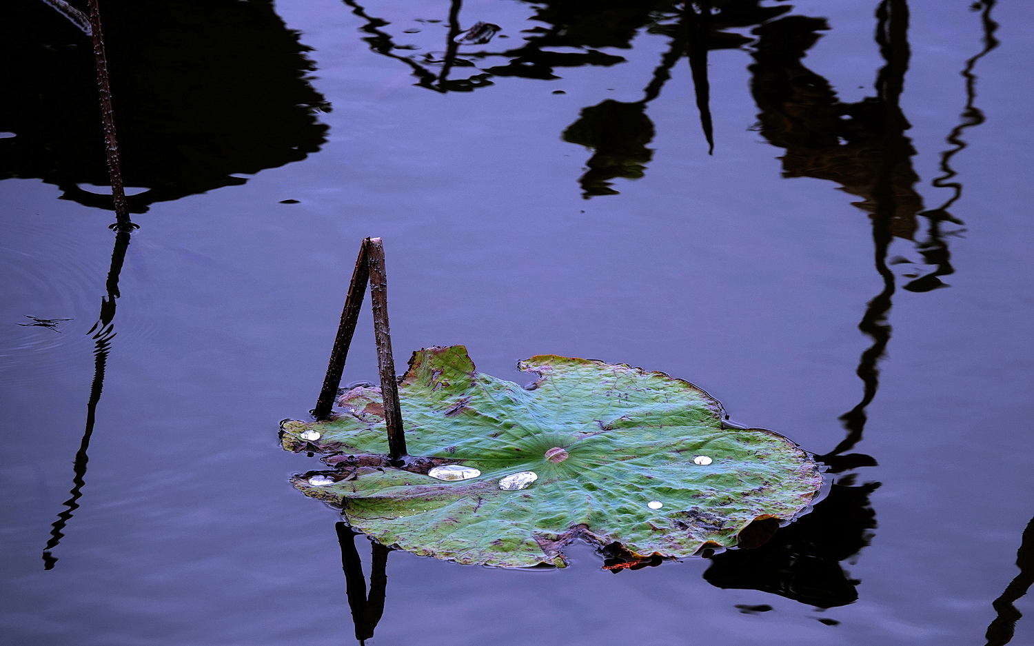 陳永鑑_荷花作品_20230102i.jpg