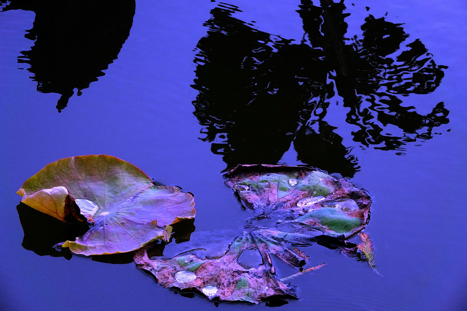 陳永鑑_荷花作品_20230103c.jpg