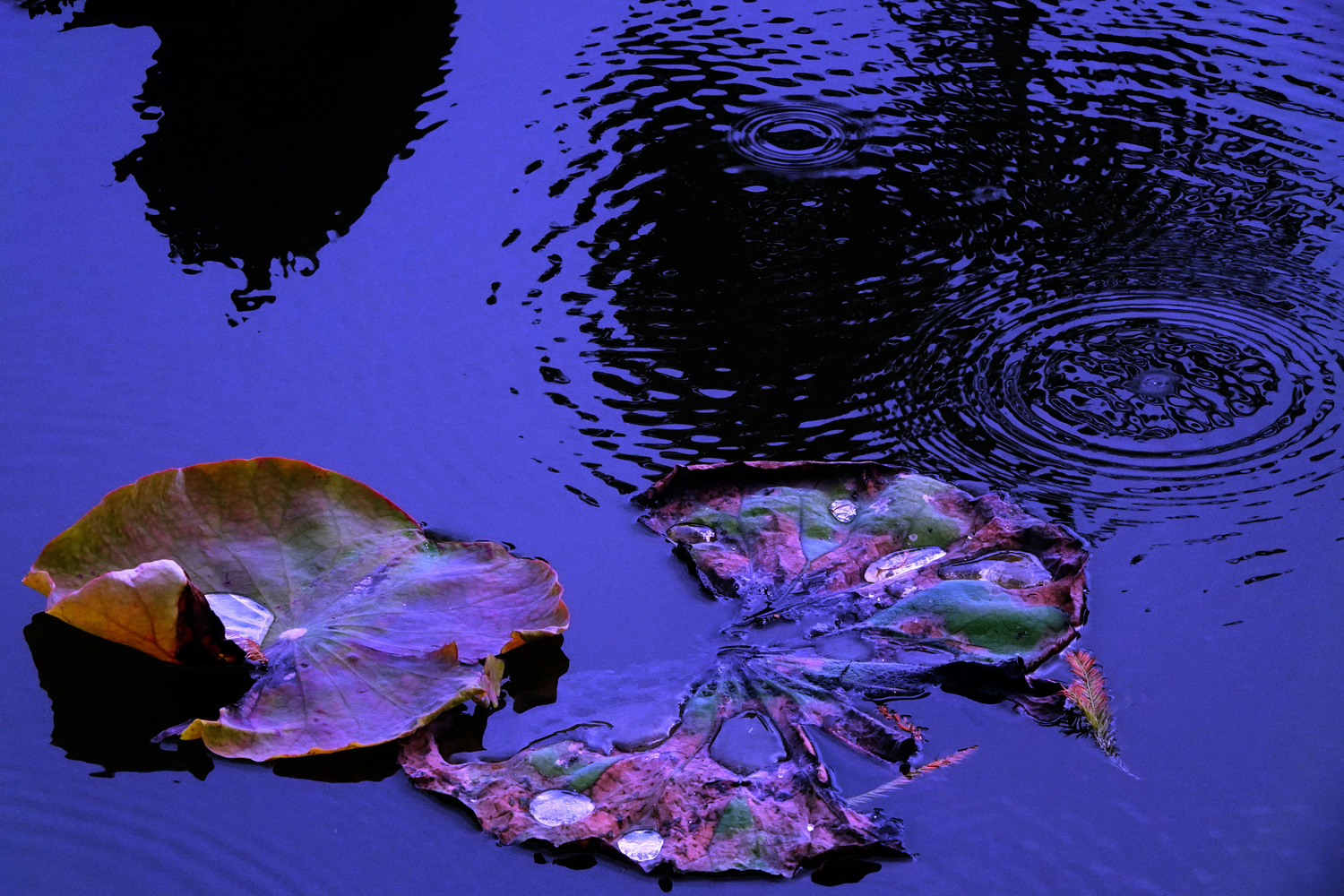 陳永鑑_荷花作品_20230103e.jpg