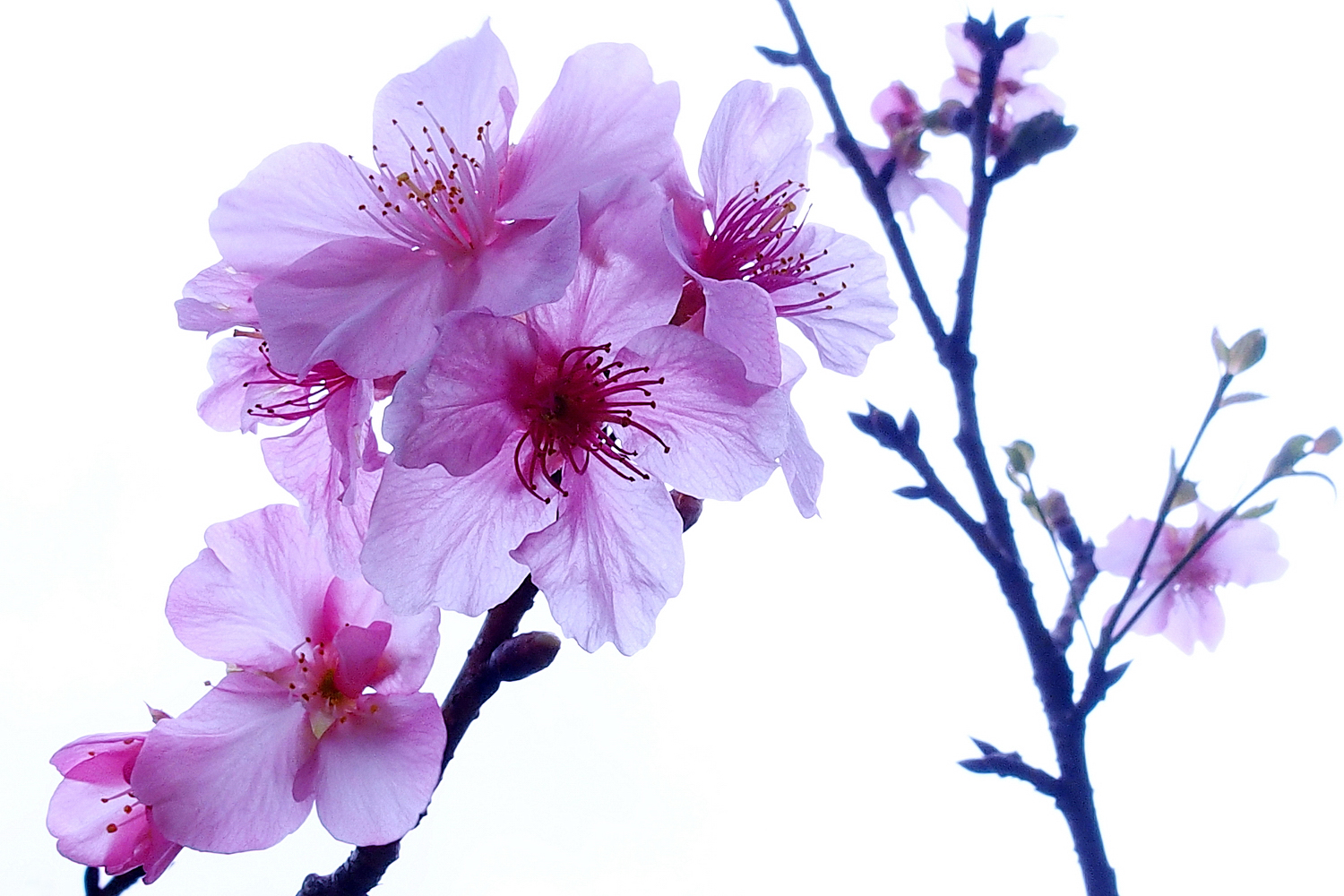 陳永鑑櫻桃花作品20230104f.jpg