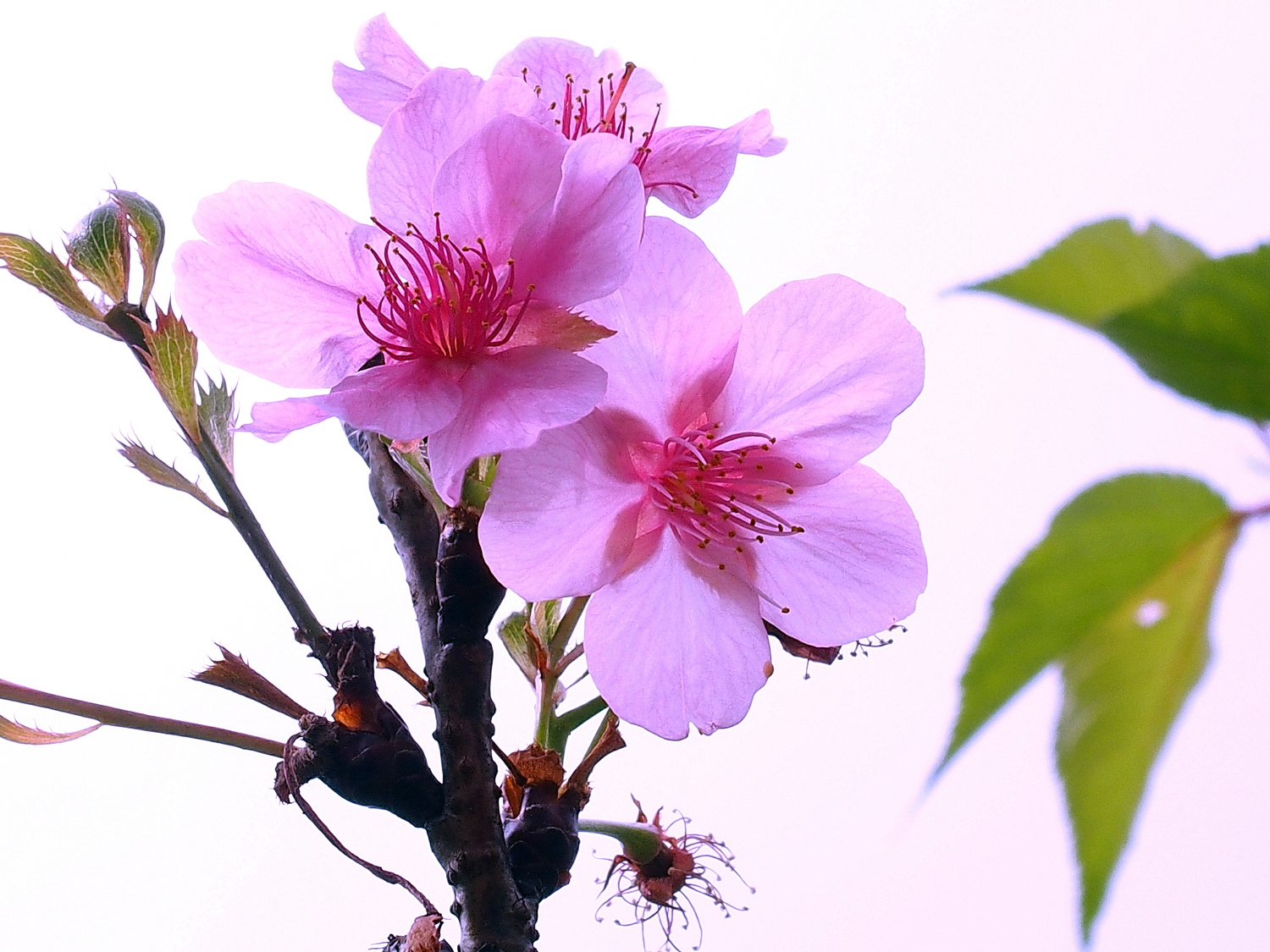 陳永鑑櫻桃花作品20230104g.jpg