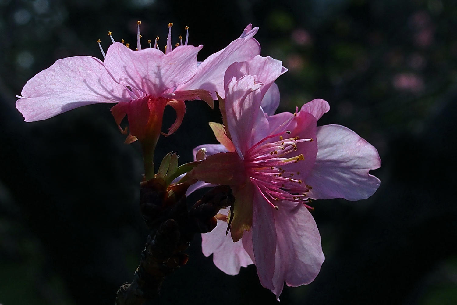 陳永鑑櫻桃花作品20230108i.jpg