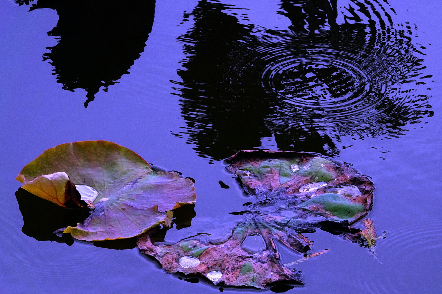 陳永鑑_荷花作品_20230105a.jpg