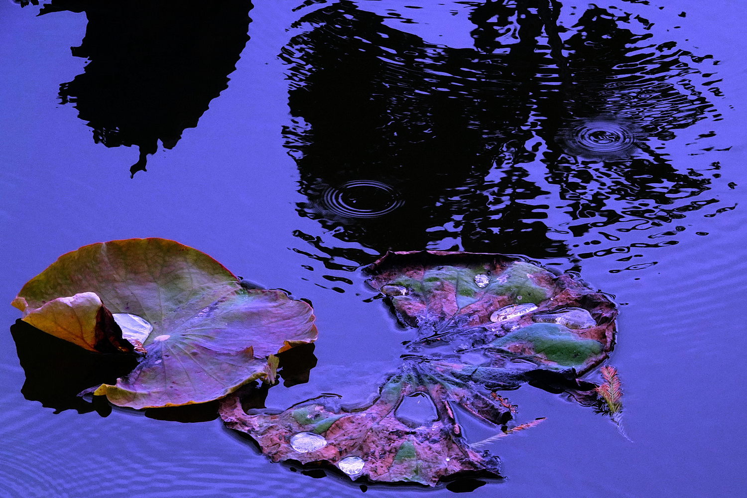 陳永鑑_荷花作品_20230105b.jpg