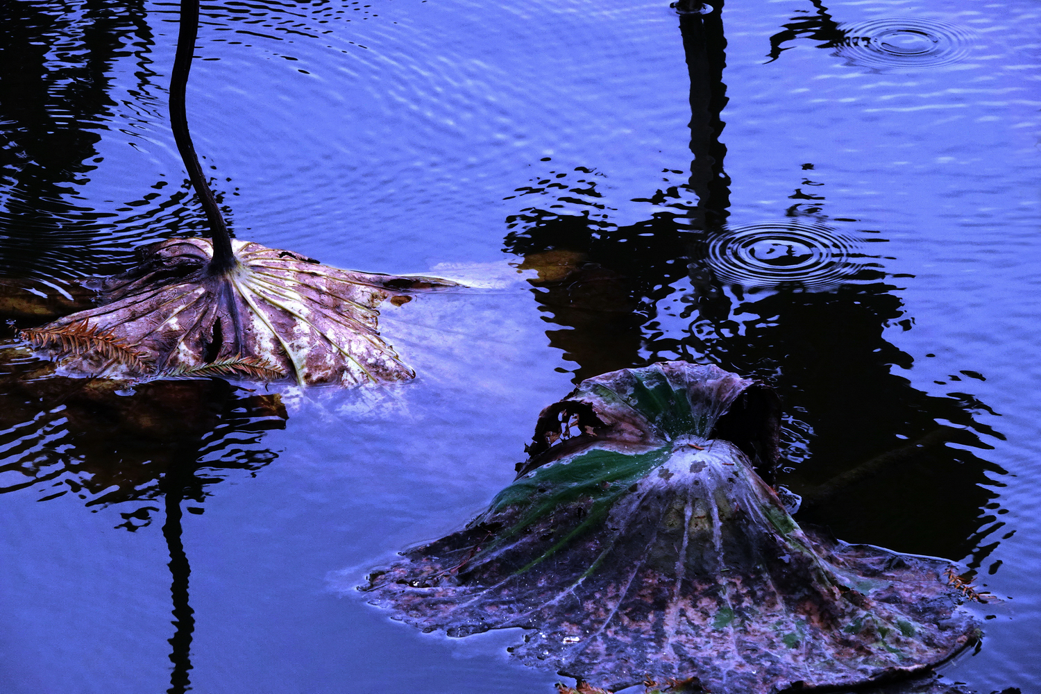 陳永鑑_荷花作品_20230105d.jpg