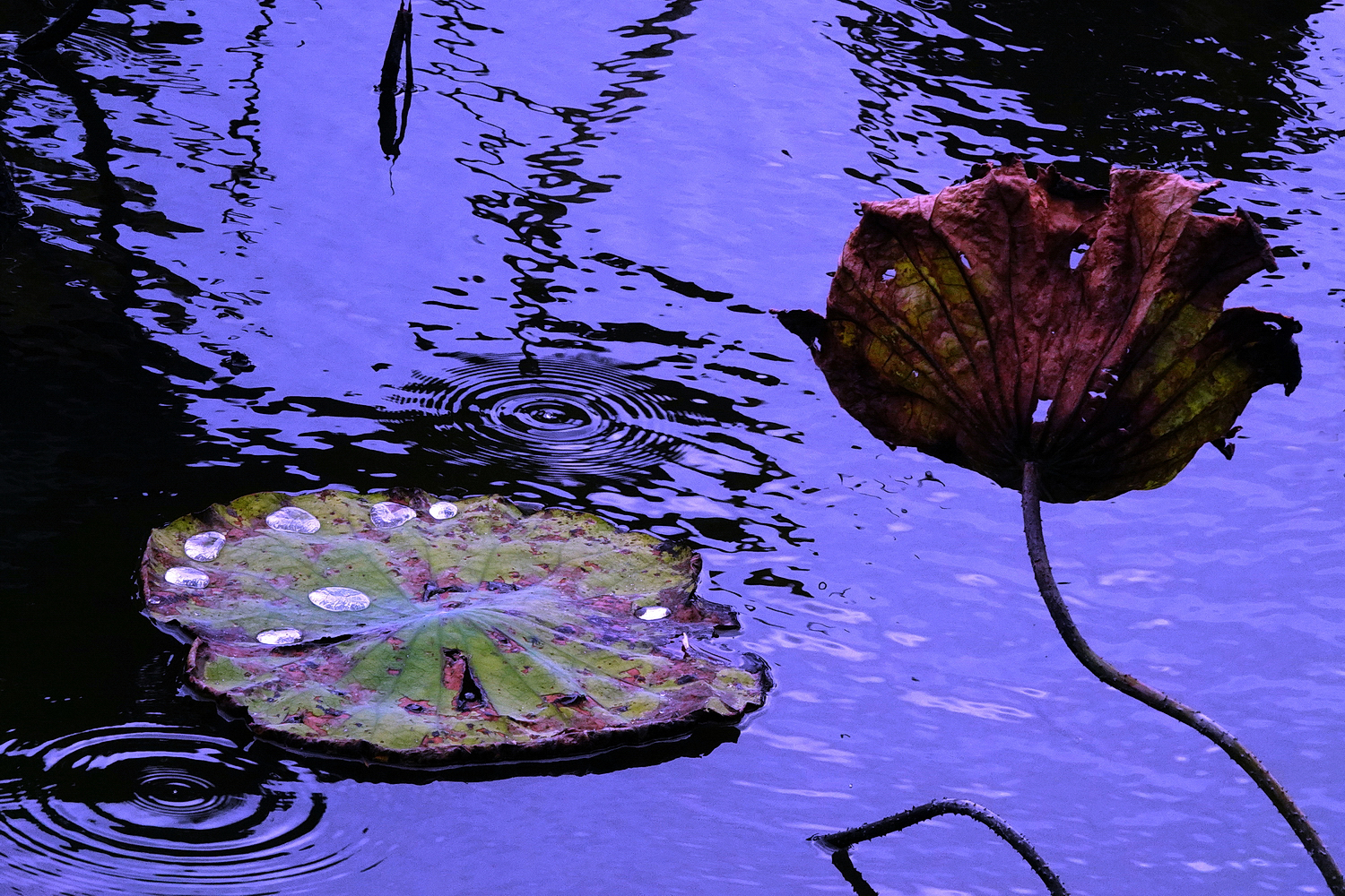 陳永鑑_荷花作品_20230105g.jpg