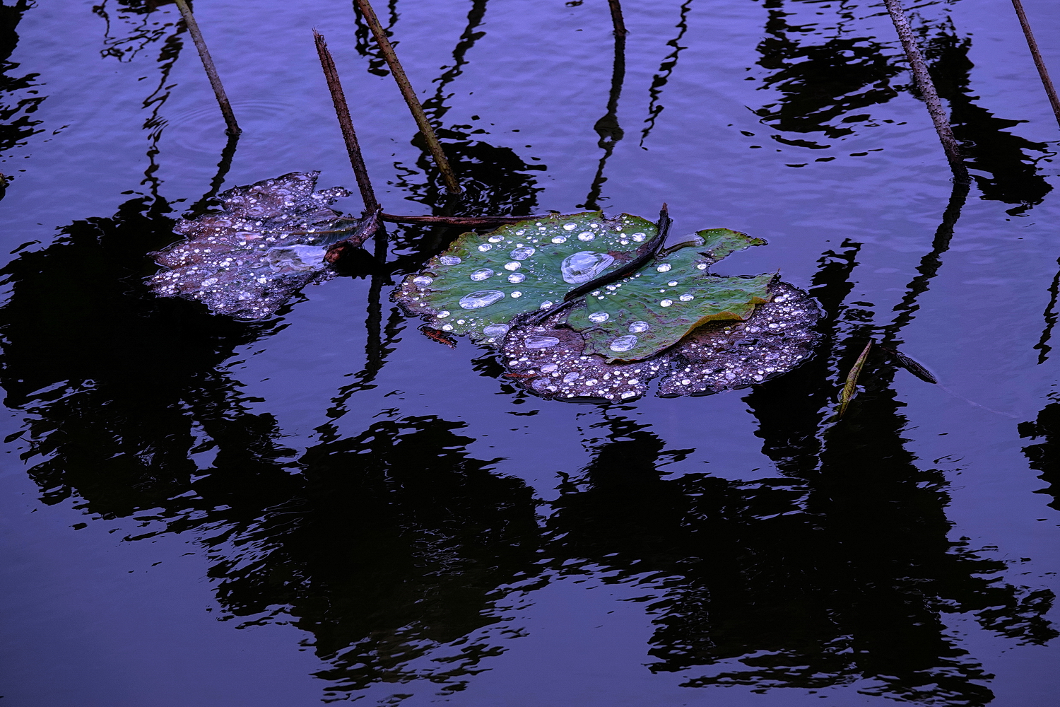 陳永鑑_荷花作品_20230106p.jpg