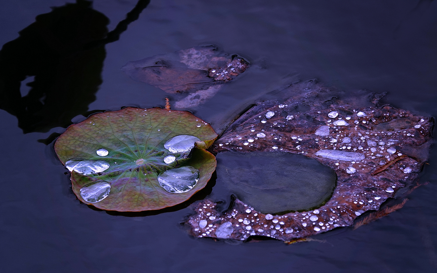 陳永鑑_荷花作品_20230106t.jpg