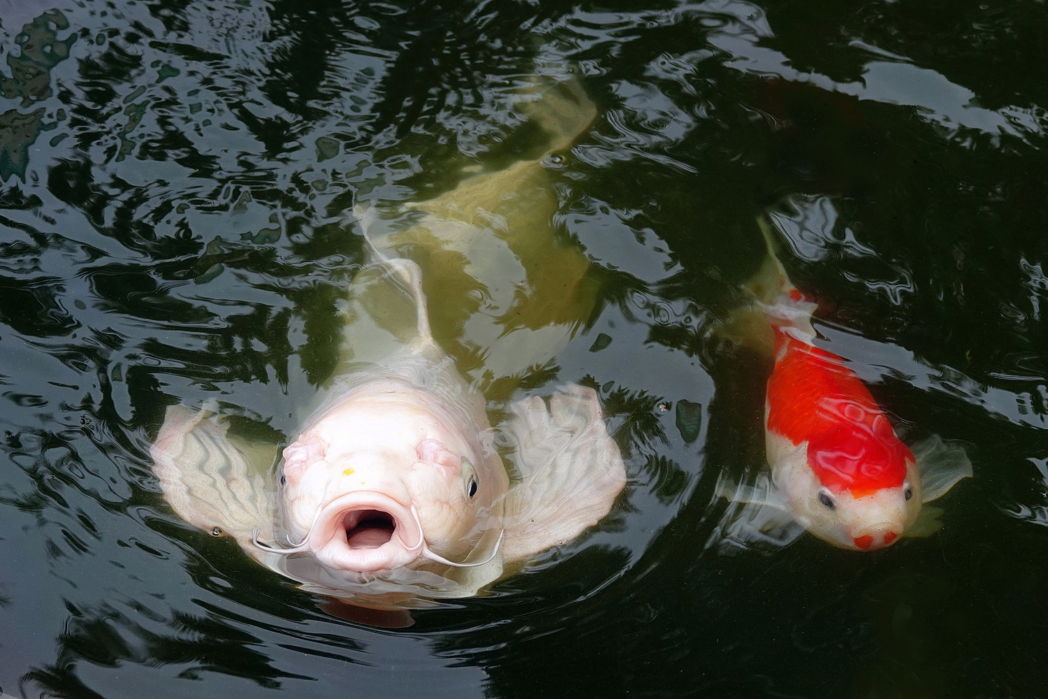 陳永鑑_錦鯉遊緃_20230105i.jpg