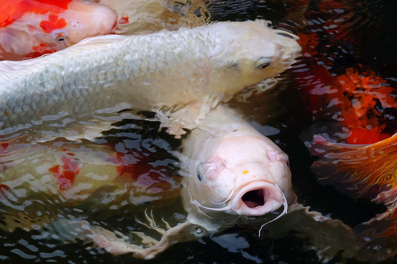 陳永鑑_錦鯉遊緃_20230105l.jpg