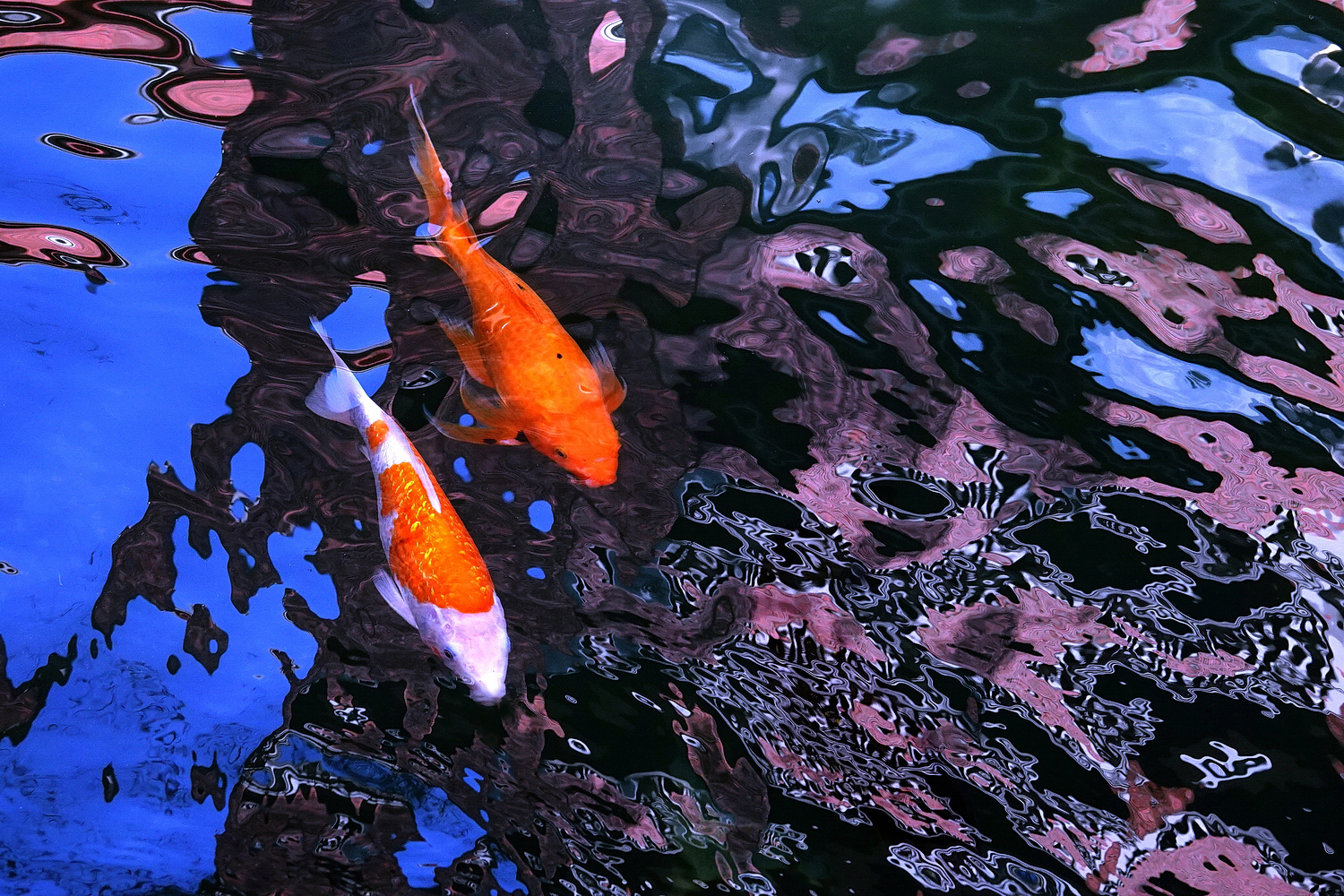 陳永鑑_錦鯉遊緃_20230109e.jpg