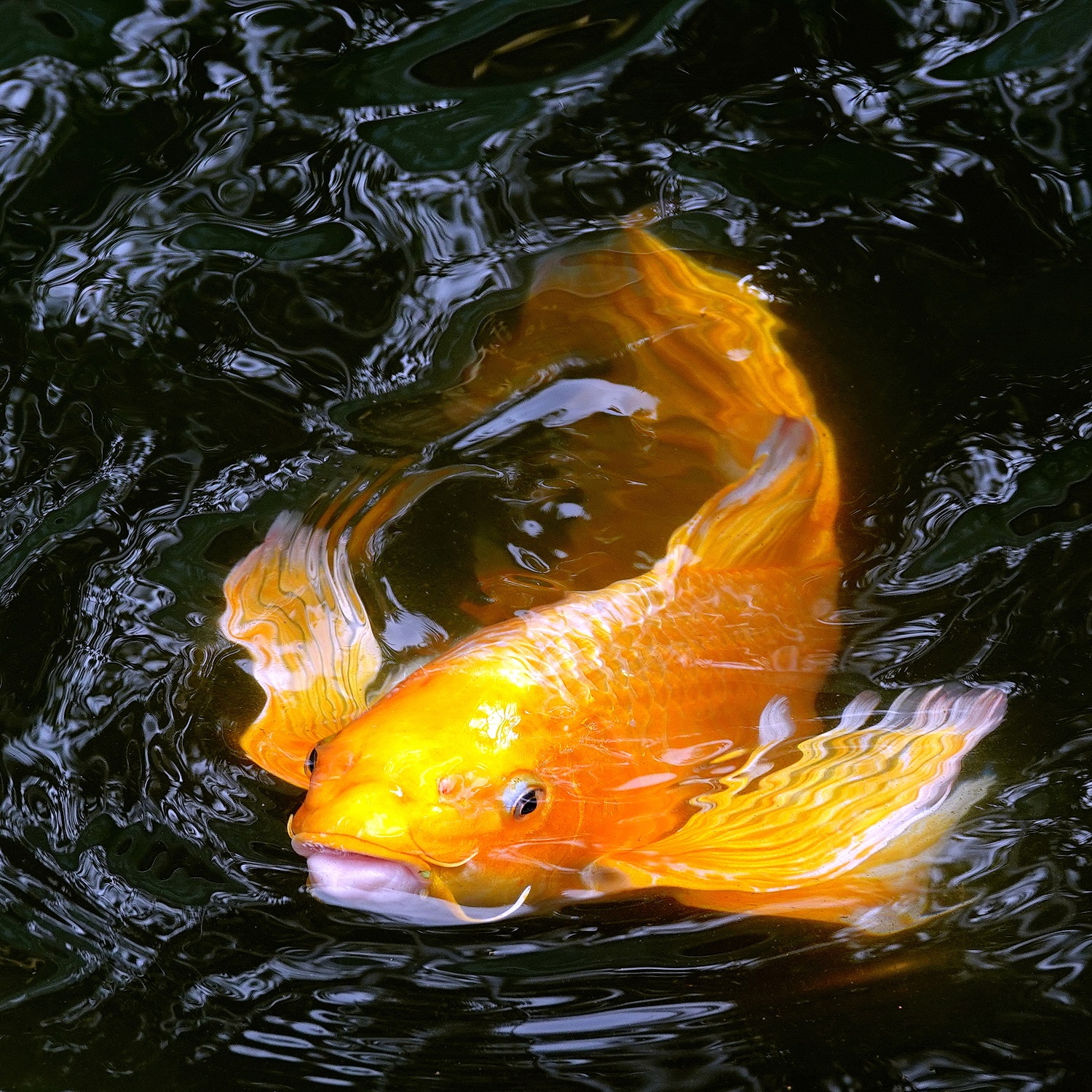 陳永鑑_錦鯉遊緃_20230110b.jpg