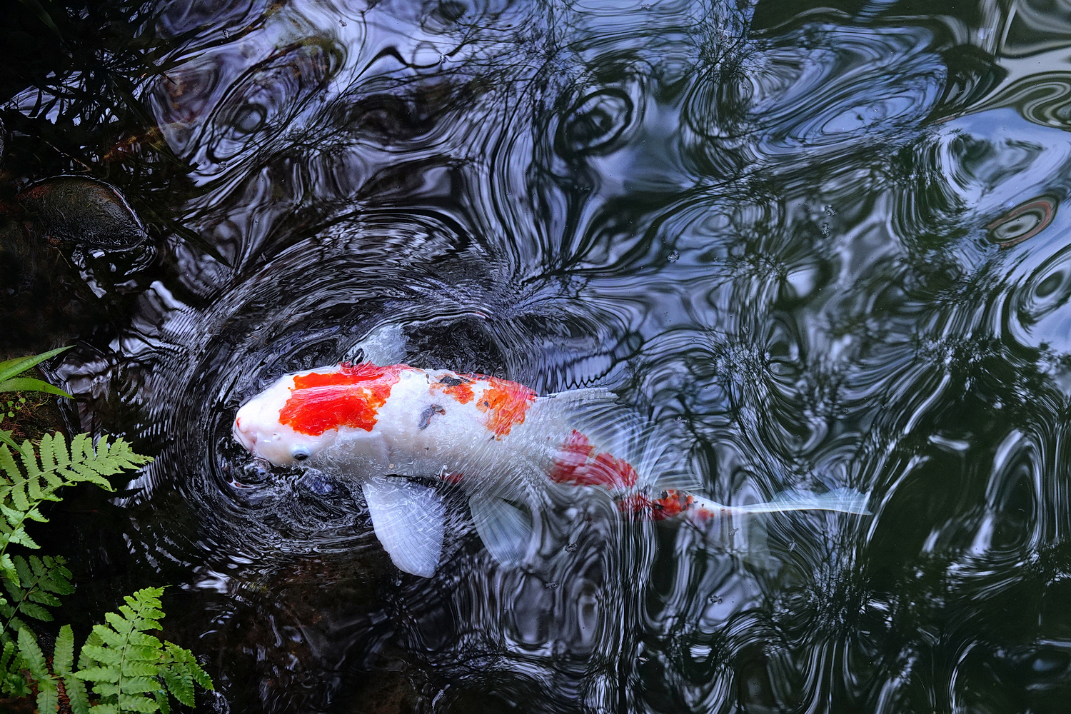 陳永鑑_錦鯉遊緃_20230112f.jpg