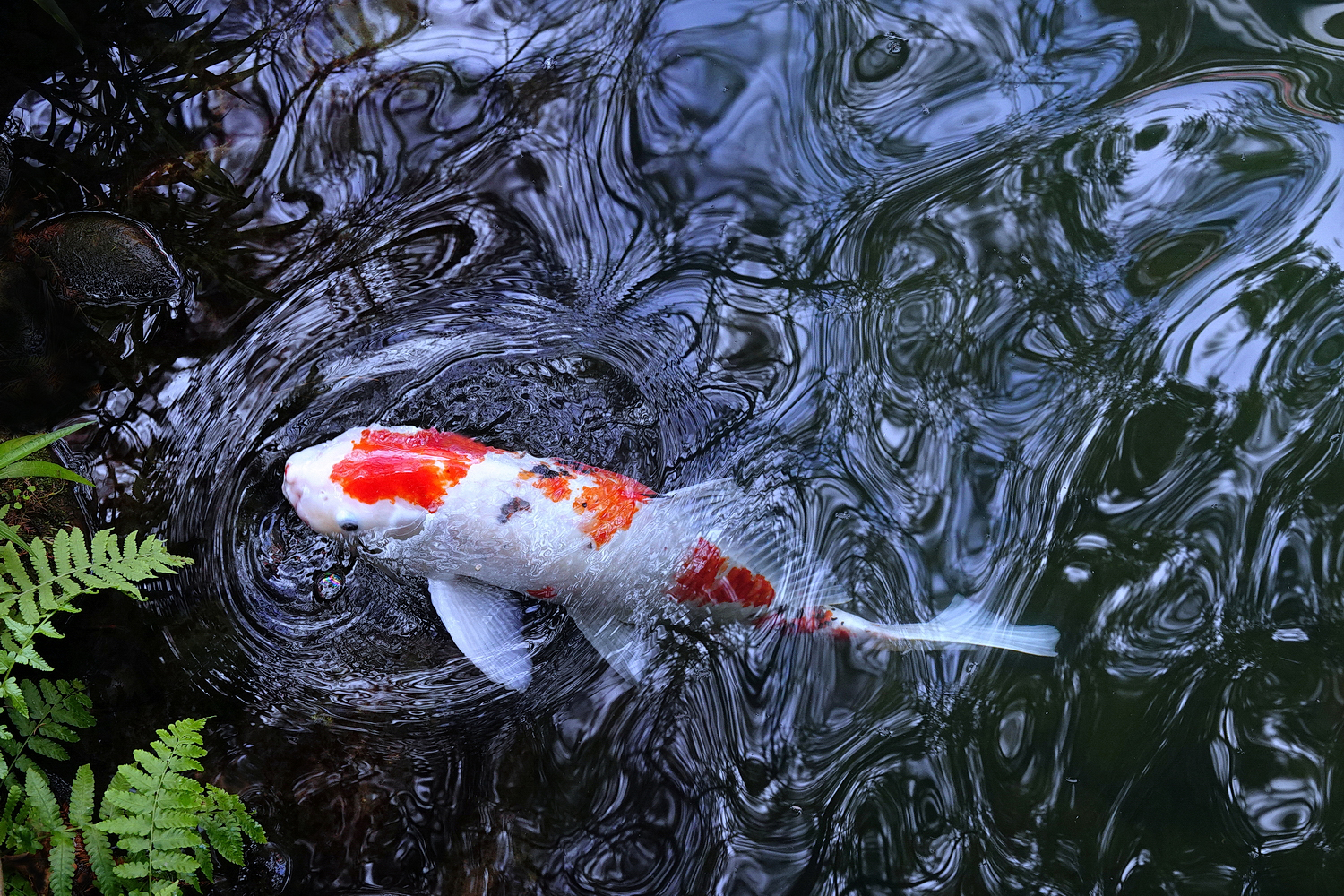 陳永鑑_錦鯉遊緃_20230112g.jpg