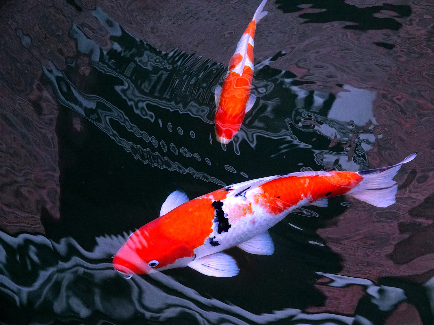 陳永鑑_錦鯉遊緃_20230112r.jpg