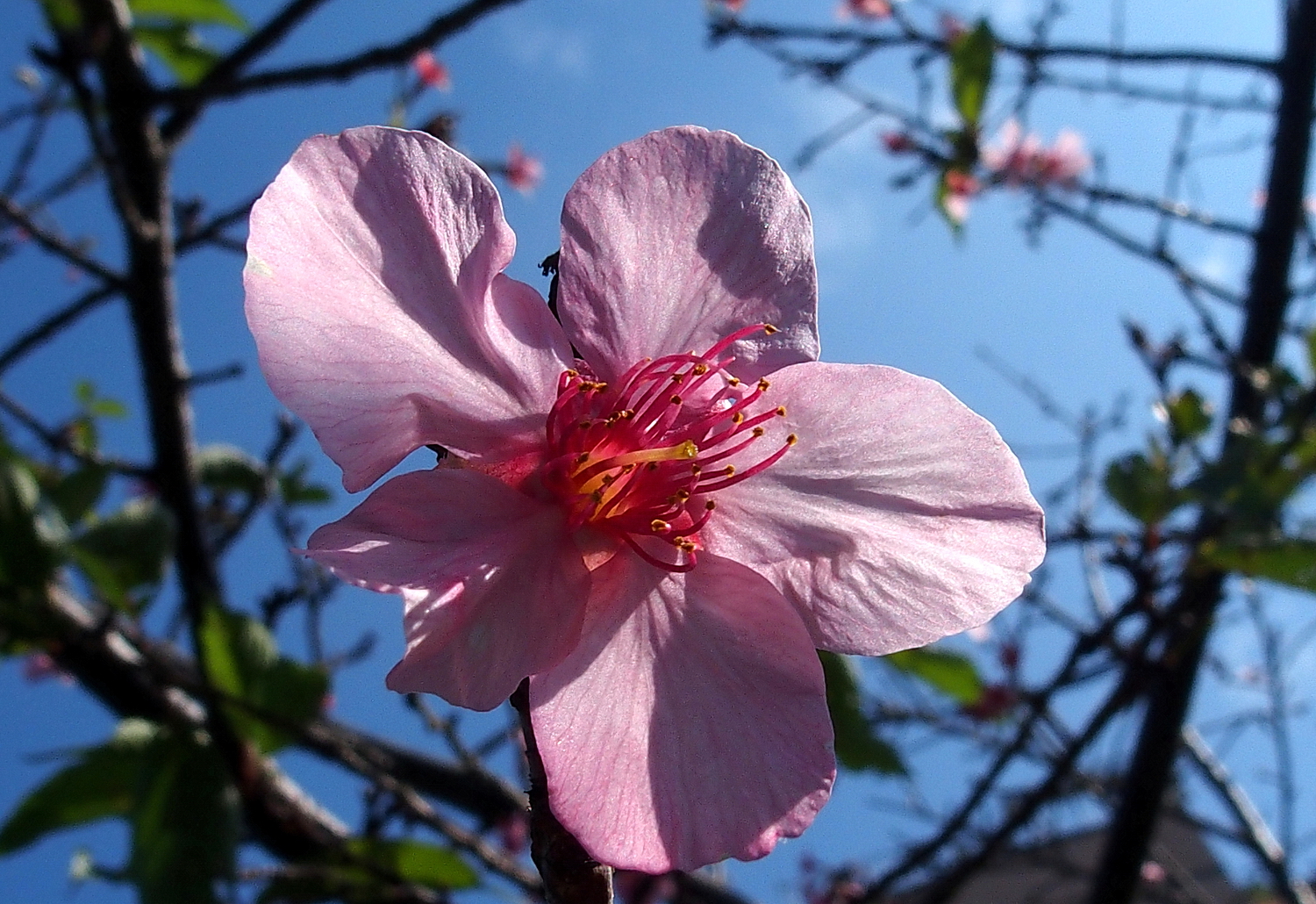 陳永鑑櫻桃花作品20230111r.jpg
