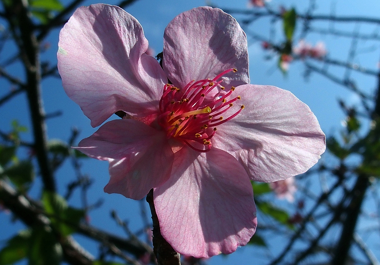 陳永鑑櫻桃花作品20230111w.jpg