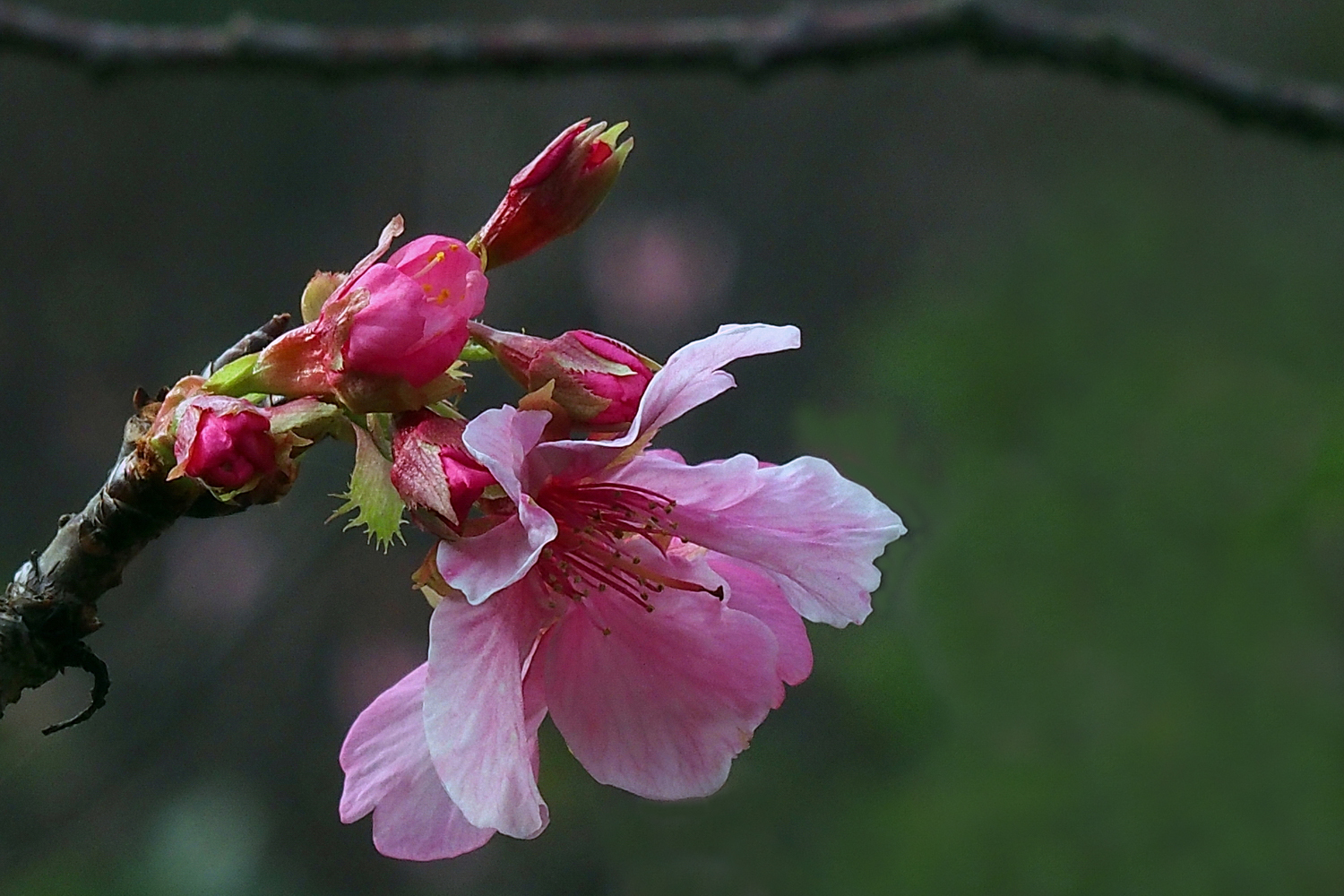 陳永鑑櫻桃花作品20230112h.jpg