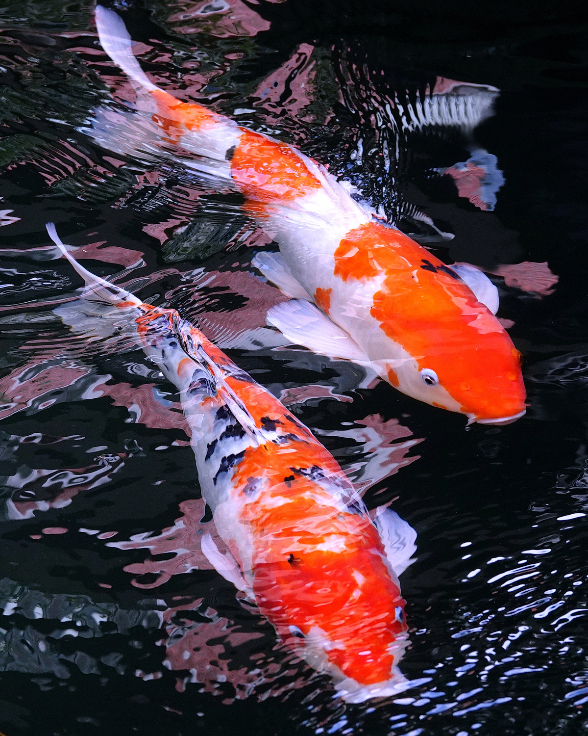 陳永鑑_錦鯉遊緃_20230114i.jpg