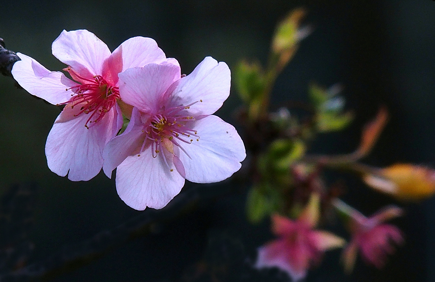 陳永鑑櫻桃花作品20230114g.jpg