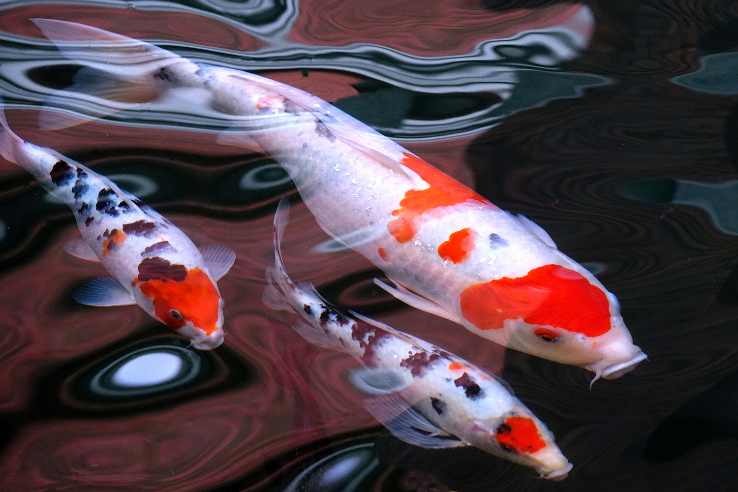 陳永鑑_錦鯉遊緃_20230115a.jpg