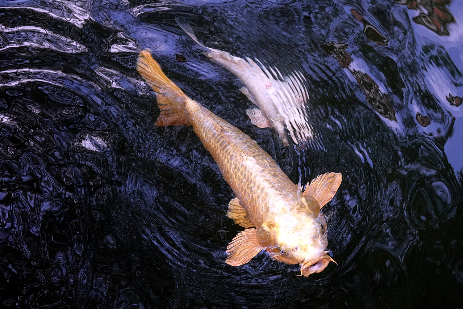 陳永鑑_錦鯉遊緃_20230115m.jpg