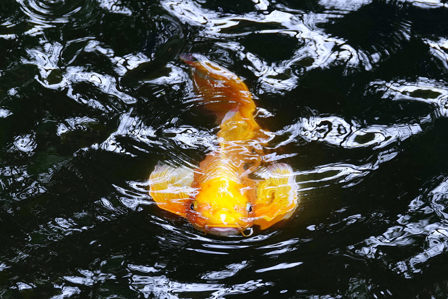 陳永鑑_錦鯉遊緃_20230116f.jpg
