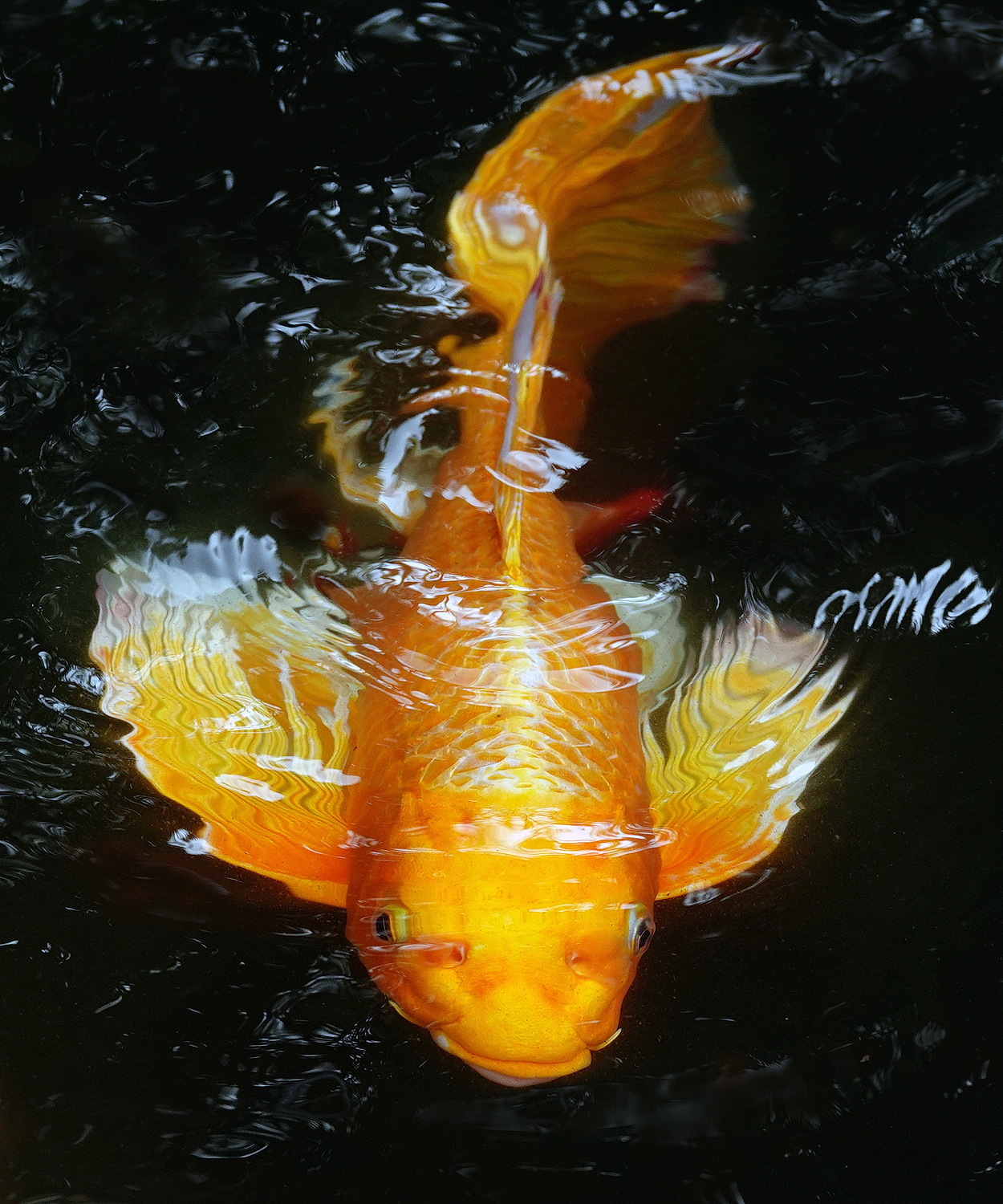 陳永鑑_錦鯉遊緃_20230116h.jpg