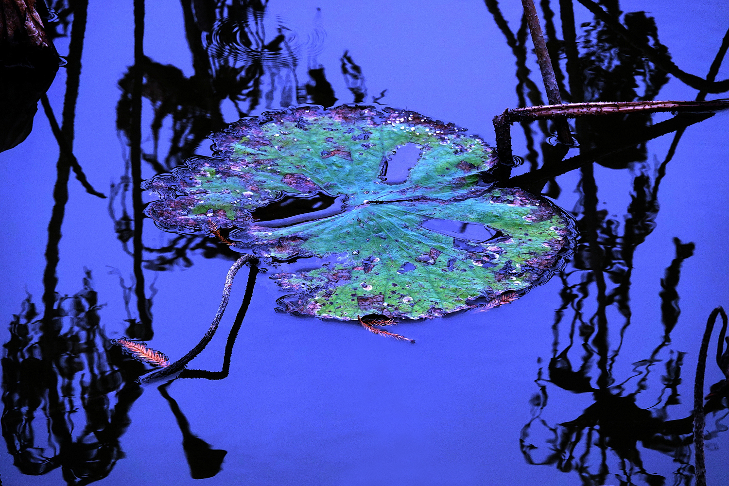 陳永鑑_荷花作品_20230116b.jpg