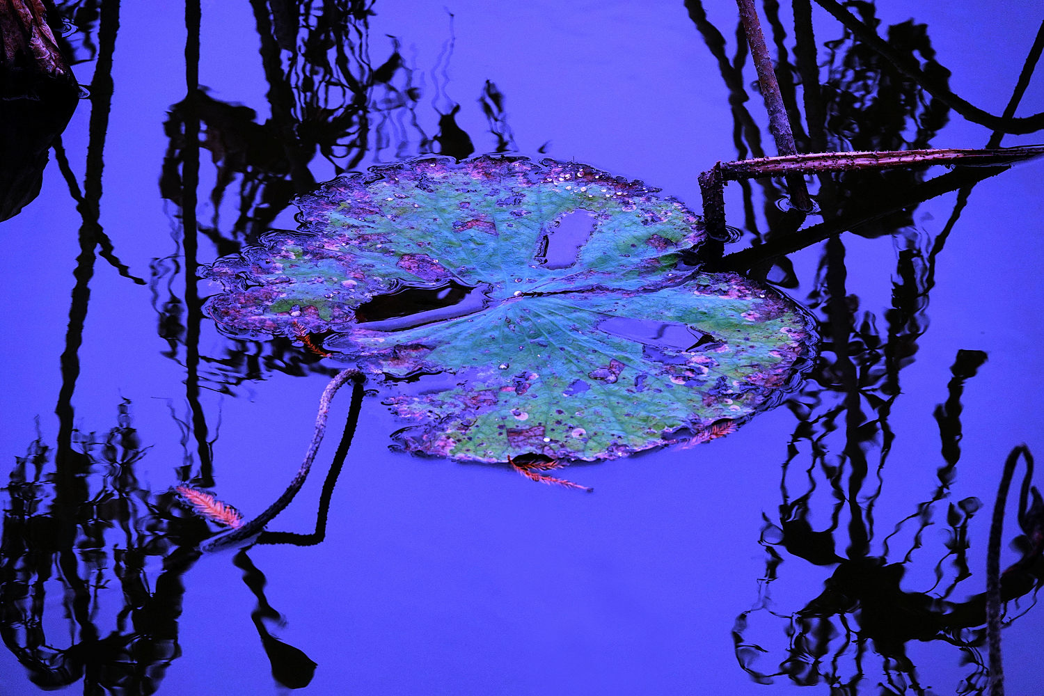 陳永鑑_荷花作品_20230116a.jpg