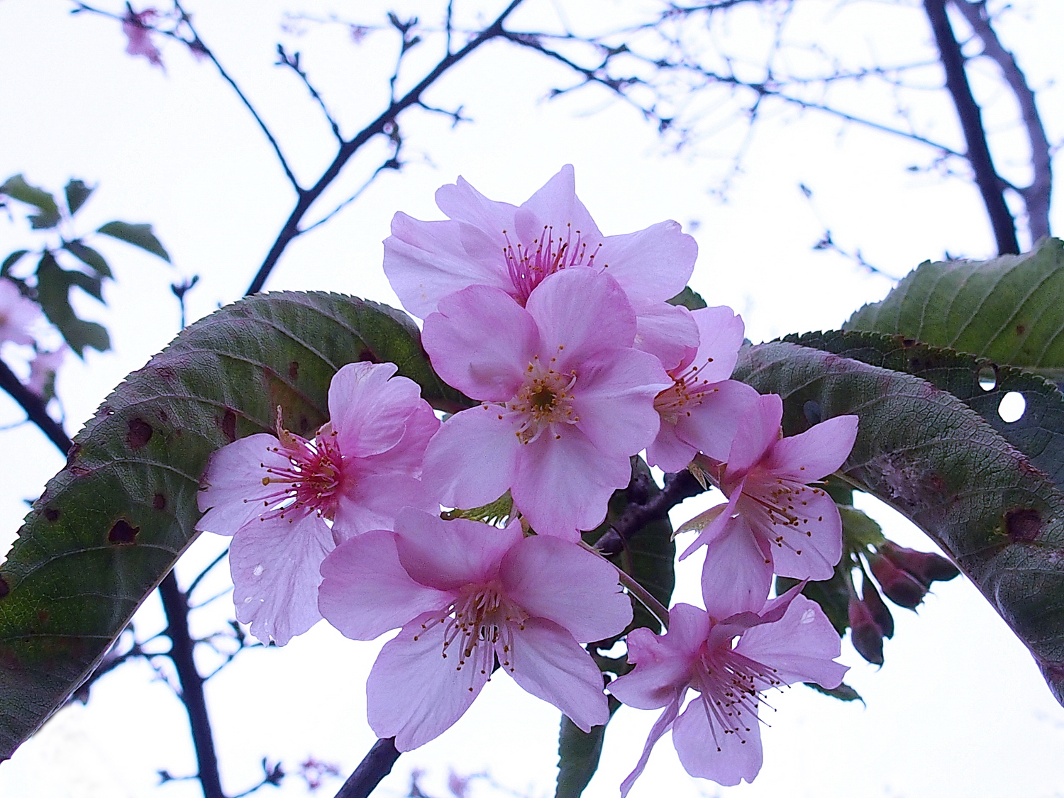 陳永鑑櫻桃花作品20230121h.jpg
