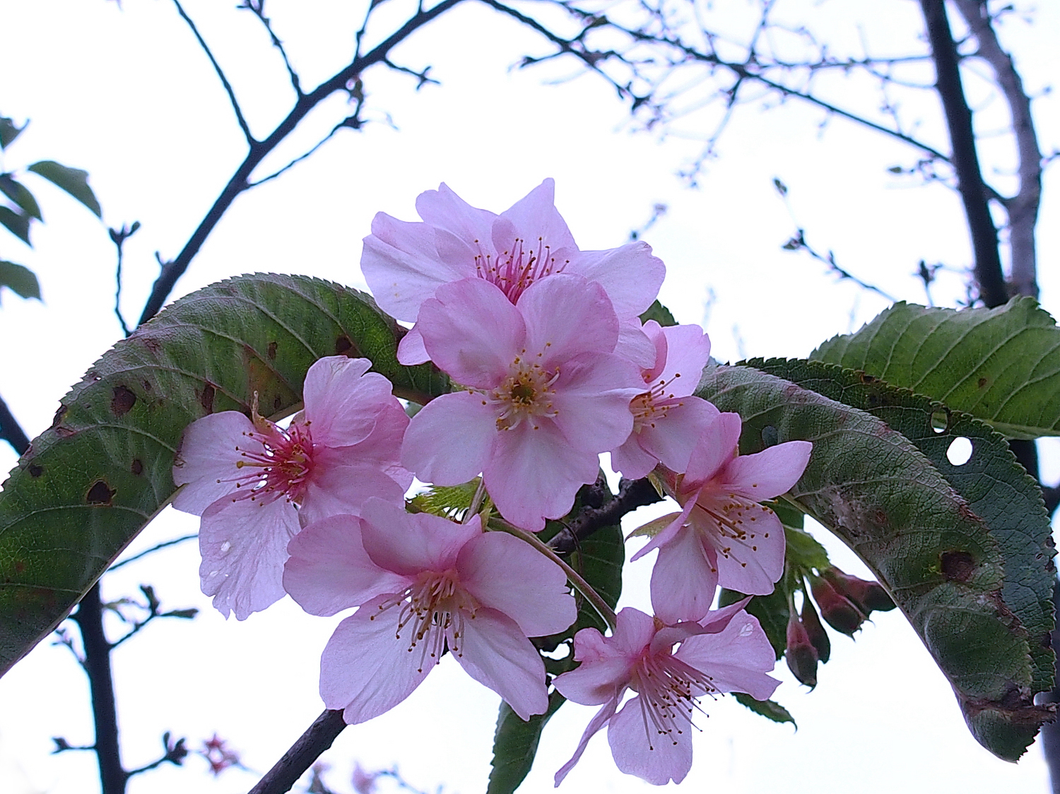 陳永鑑櫻桃花作品20230121e.jpg