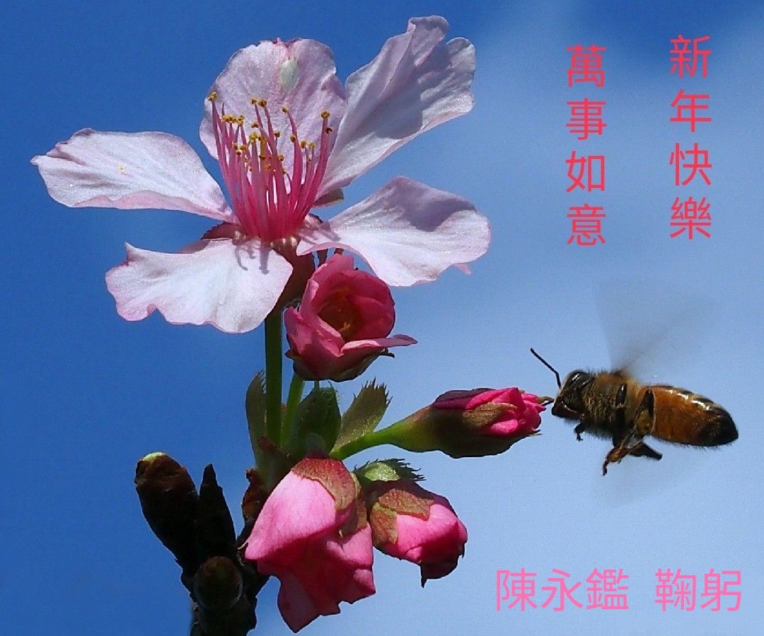 陳永鑑櫻桃花作品20230122p.jpg