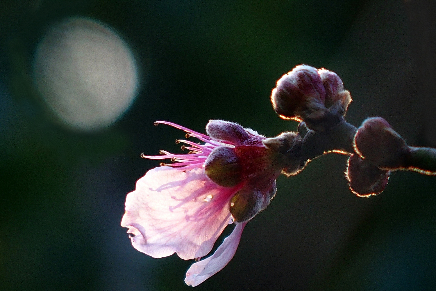 陳永鑑櫻桃花作品20230123o.jpg