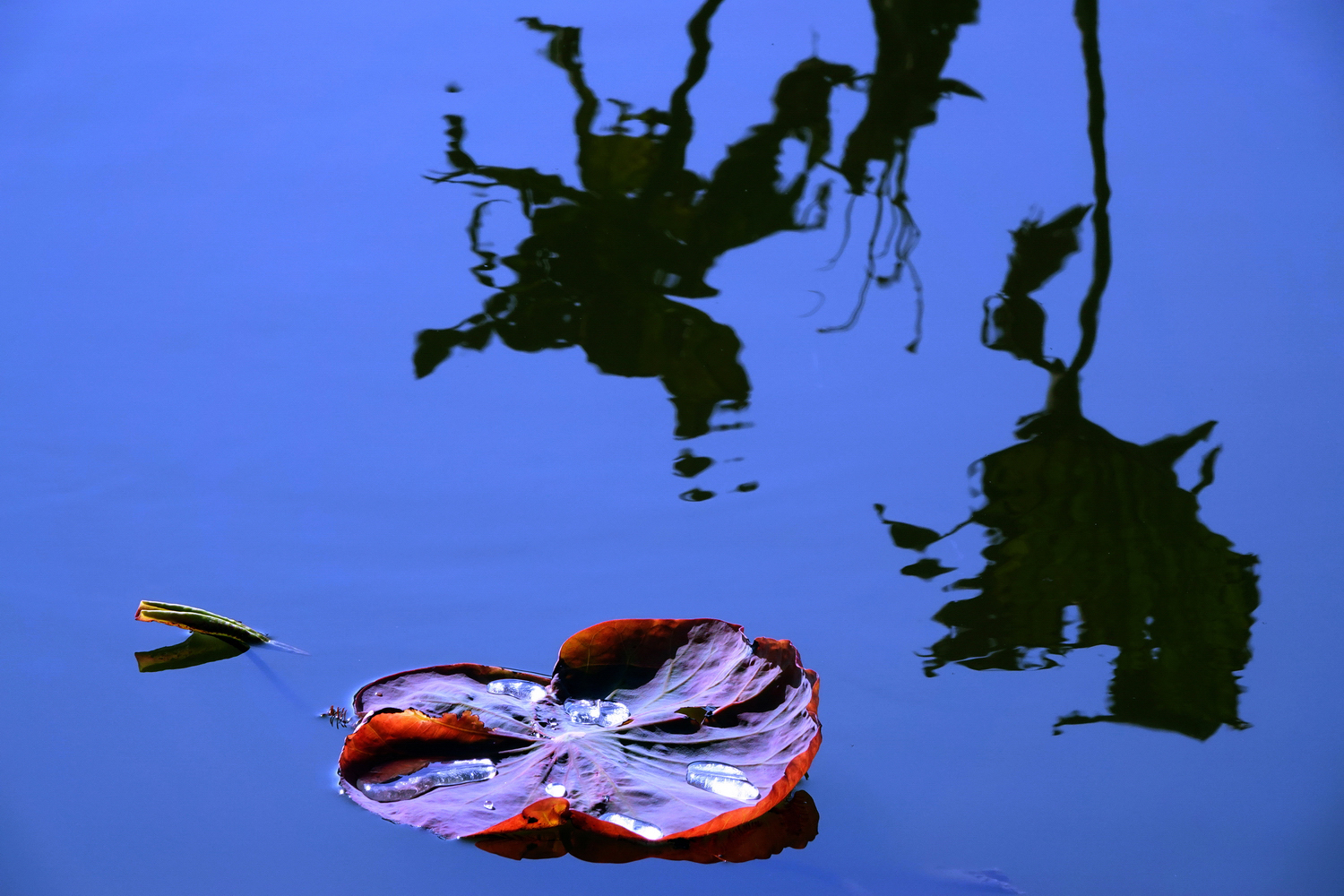 陳永鑑_荷花作品_20230122a.jpg
