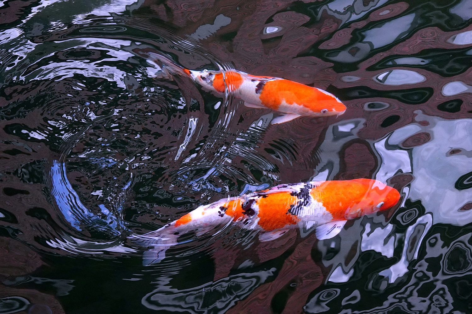 陳永鑑_錦鯉遊緃_20230117f.jpg
