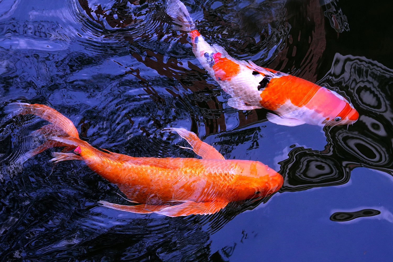 陳永鑑_錦鯉遊緃_20230116n.jpg