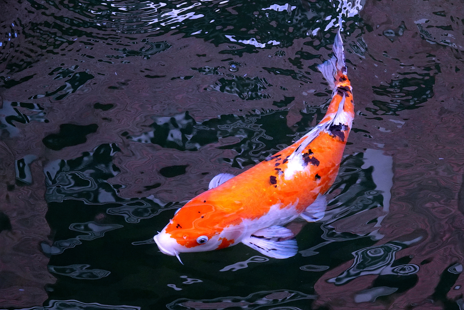 陳永鑑_錦鯉遊緃_20230117i.jpg