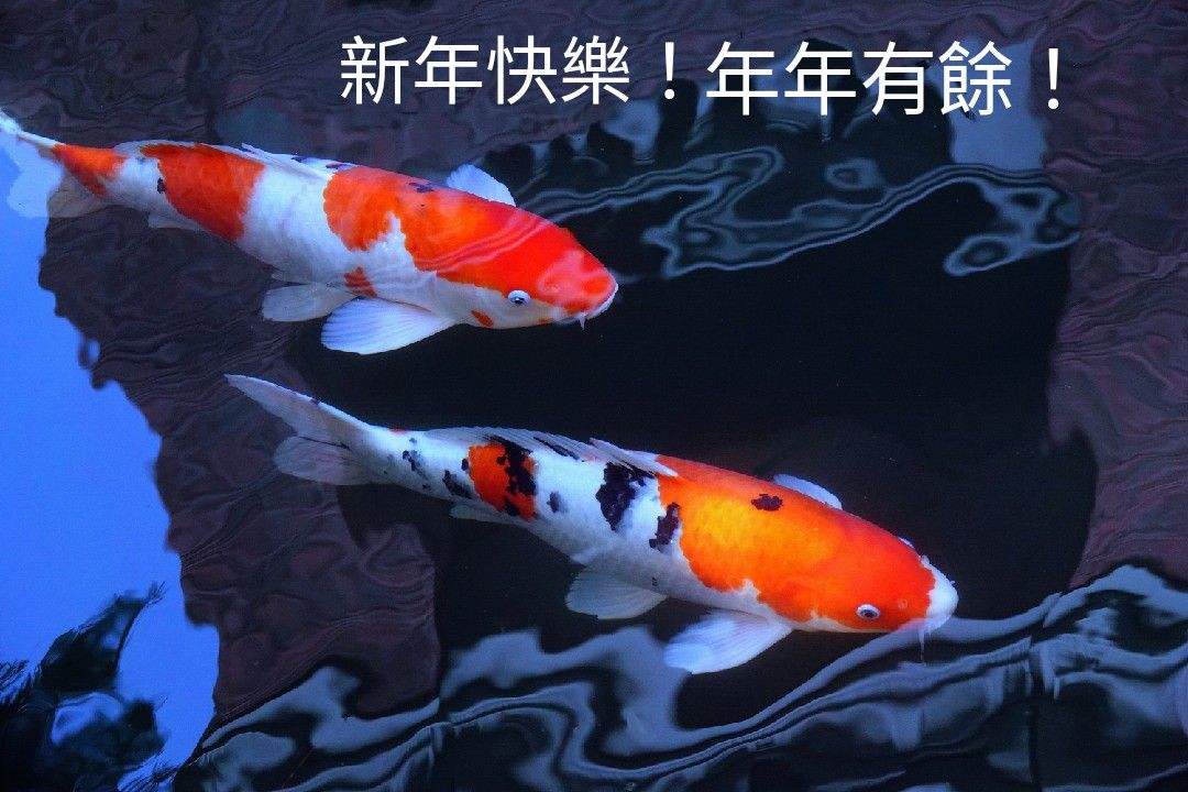 陳永鑑_錦鯉遊緃_20230121a.jpg