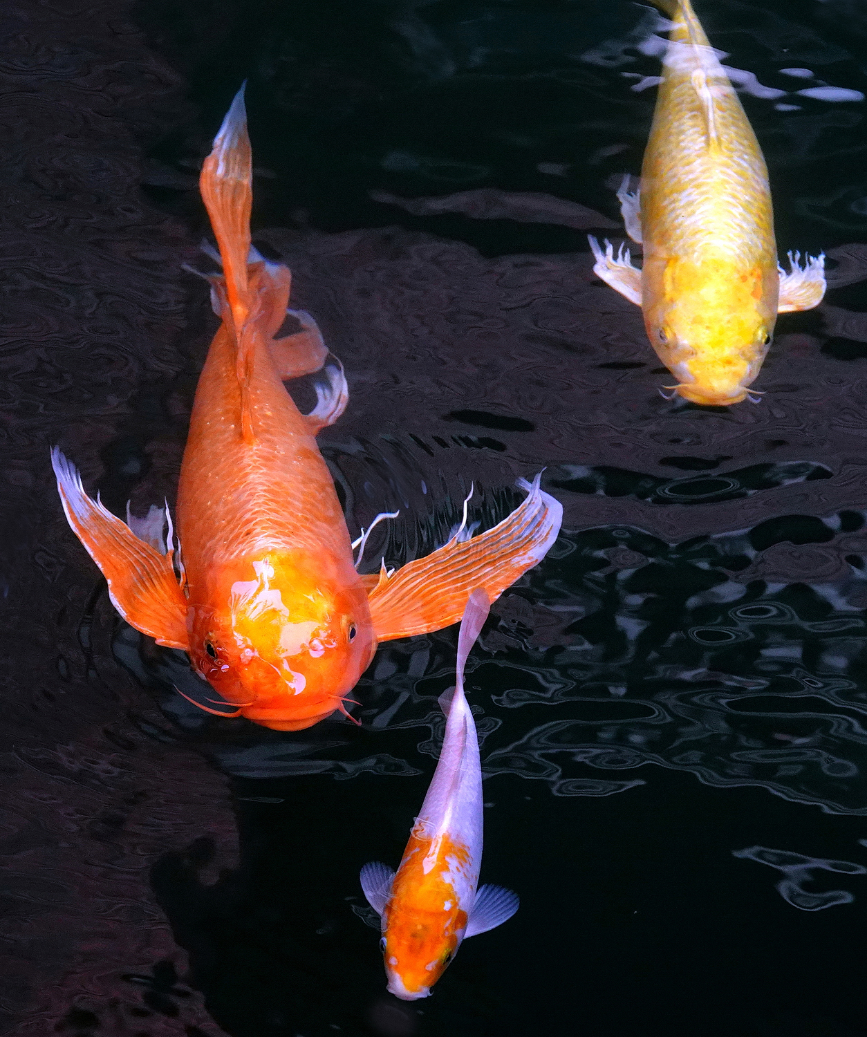 陳永鑑_錦鯉遊緃_20230125c.jpg