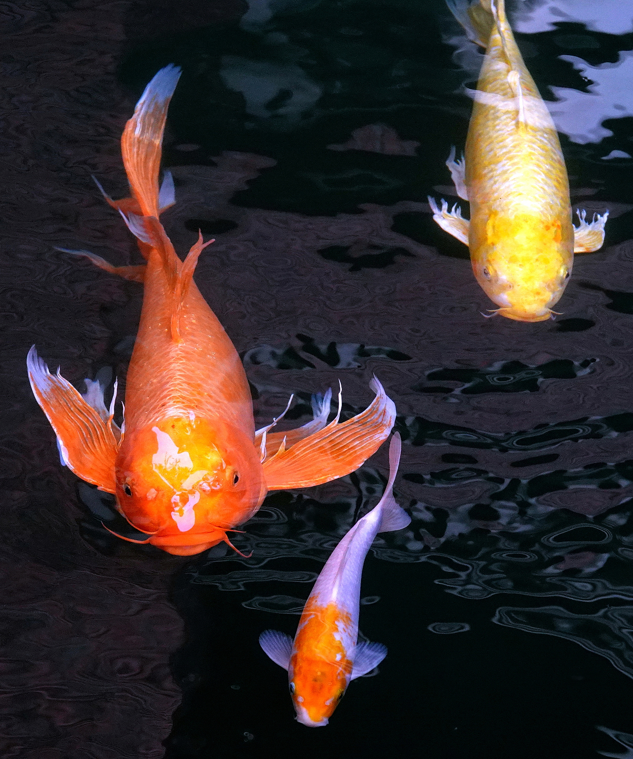 陳永鑑_錦鯉遊緃_20230125a.jpg