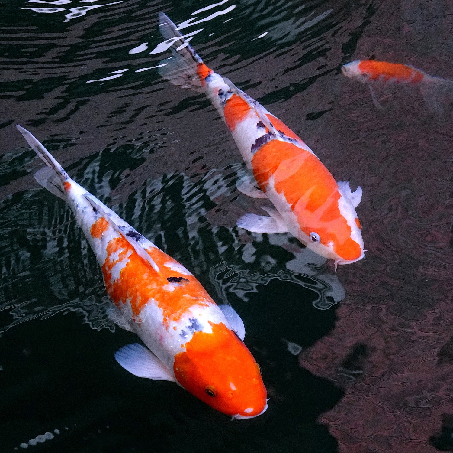 陳永鑑_錦鯉遊緃_20230125i.jpg