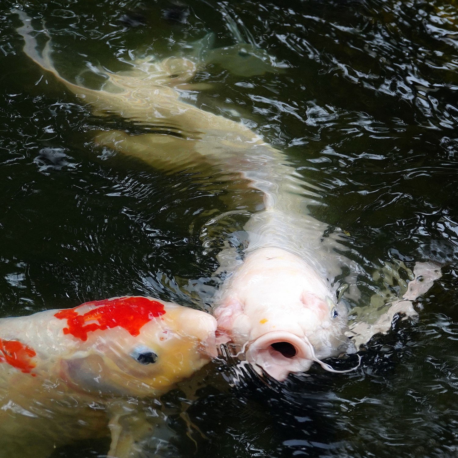 陳永鑑_錦鯉遊緃_20230202d.jpg