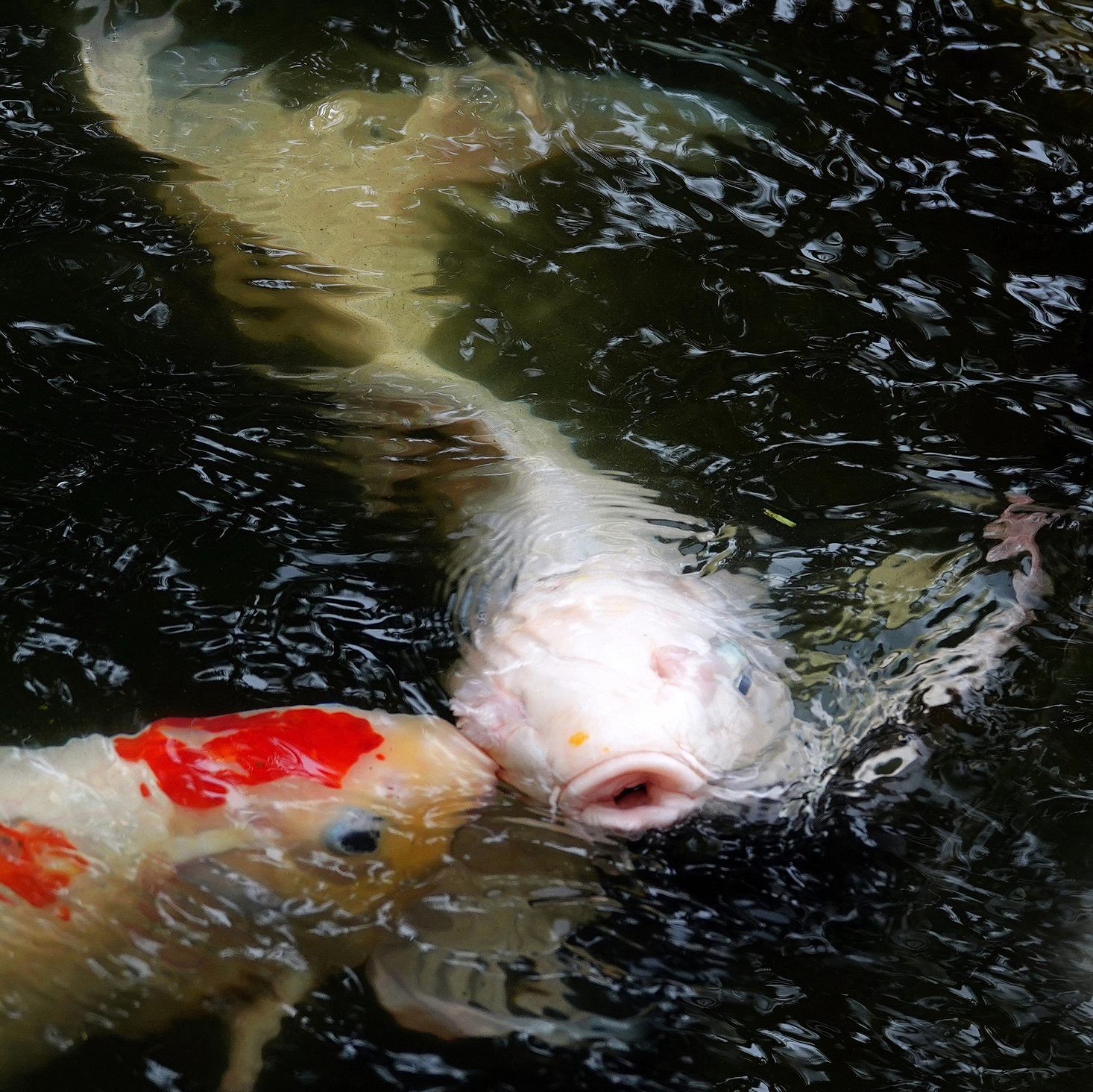 陳永鑑_錦鯉遊緃_20230202c.jpg