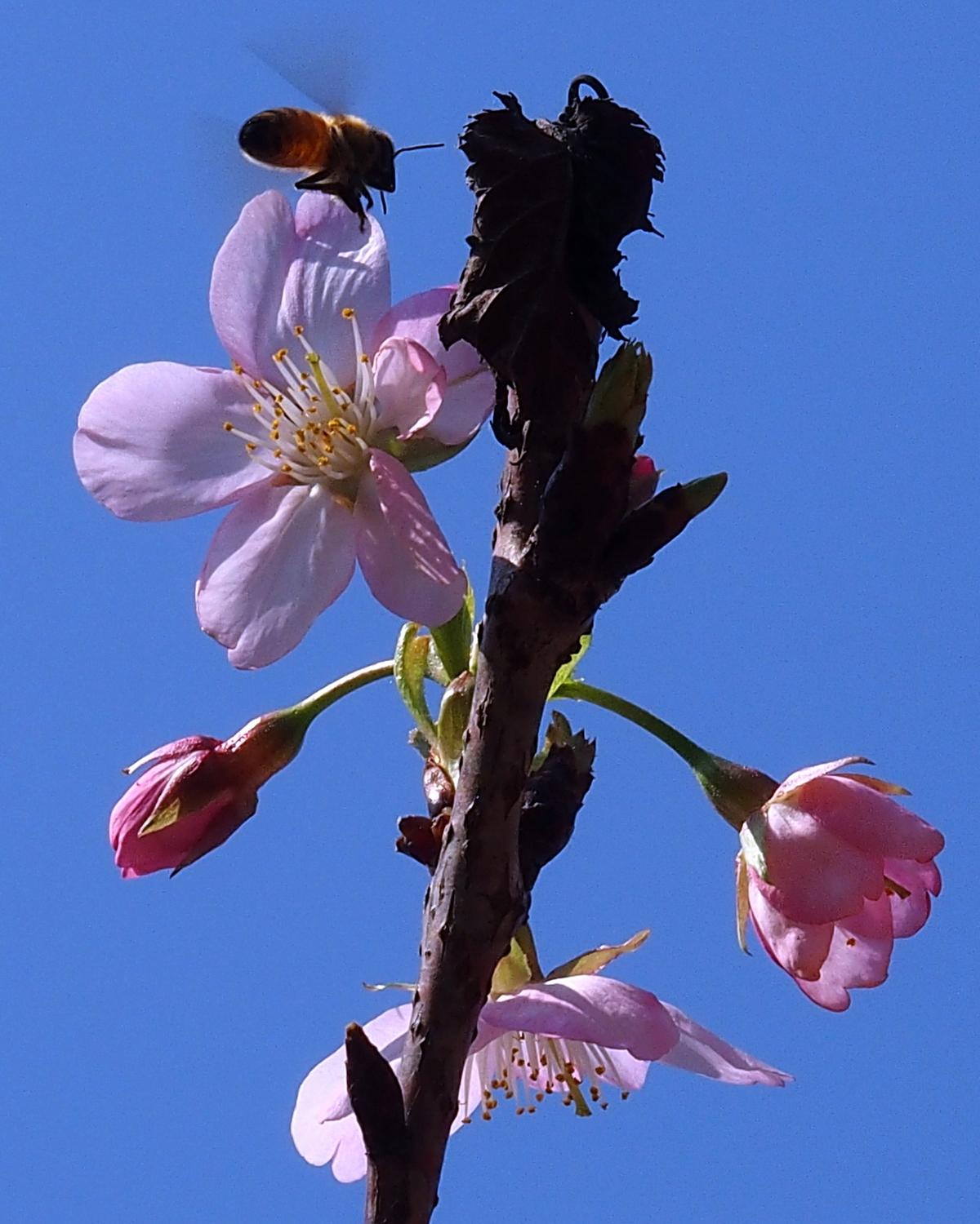 陳永鑑櫻桃花作品20230215r.jpg