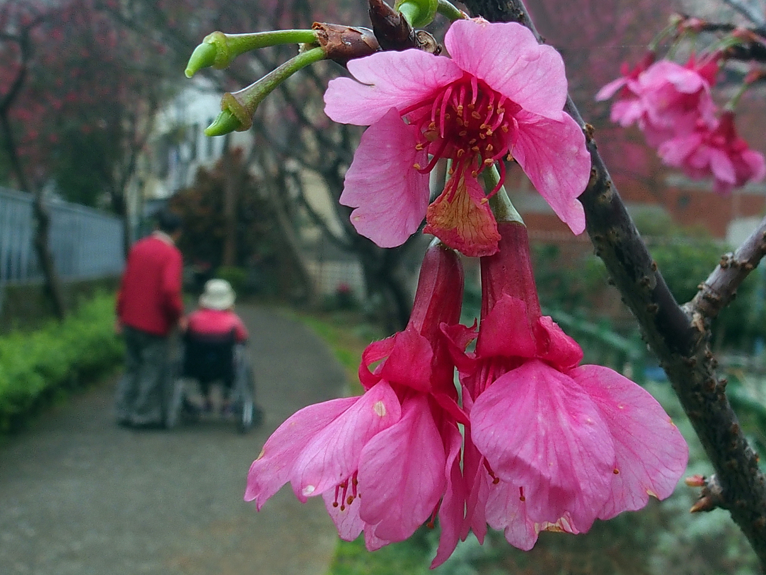 陳永鑑櫻桃花作品20230215y.jpg
