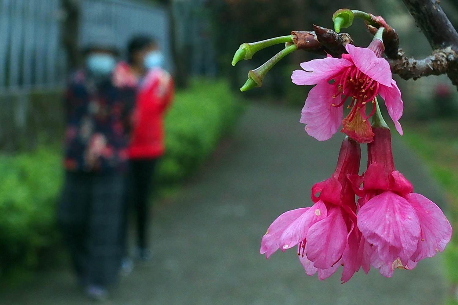陳永鑑櫻桃花作品20230216e.jpg