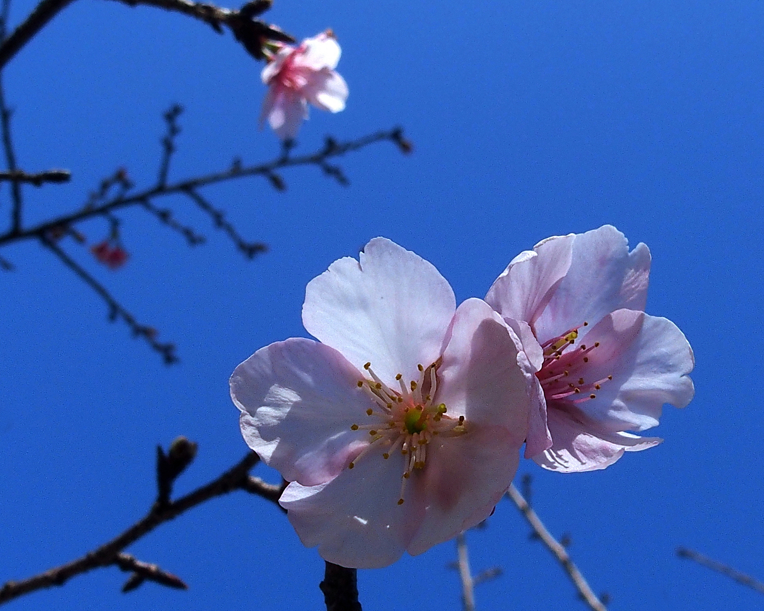 陳永鑑櫻桃花作品20230218p.jpg
